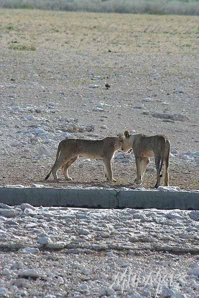 Mud Maps Africa Namibia 0670